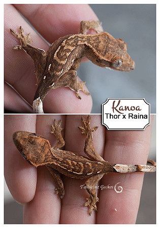 KANOA