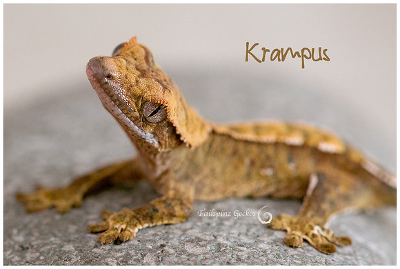 Krampus