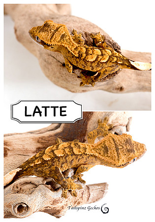 LATTE
