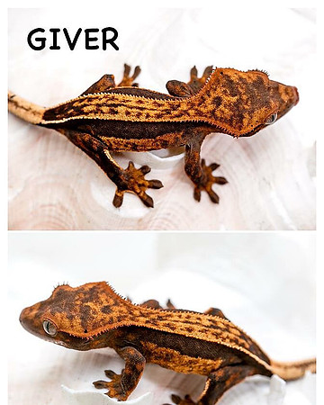 GIVER