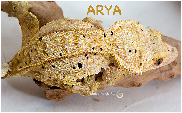 ARYA 12-15