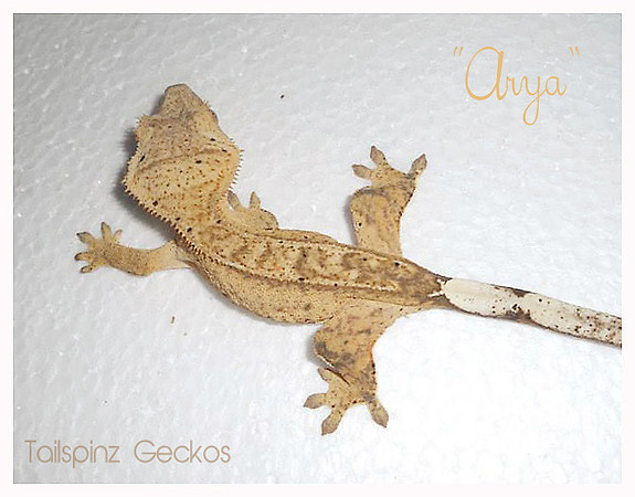 ARYA - GOTCHA DAY