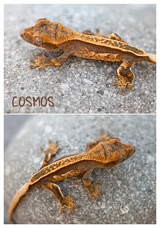 COSMOS