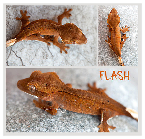 FLASH