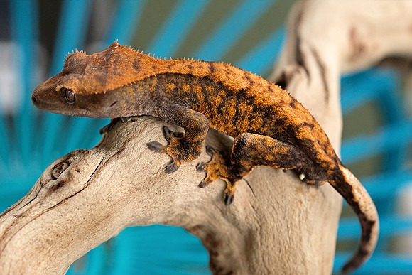 DROGON - URBAN GECKO