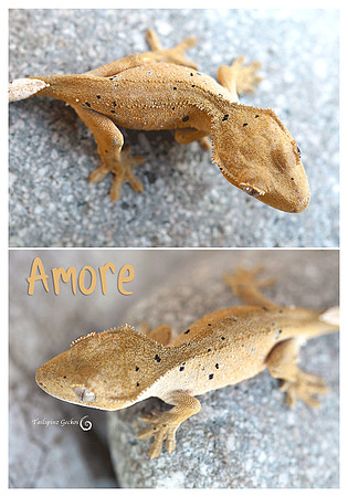 AMORE'