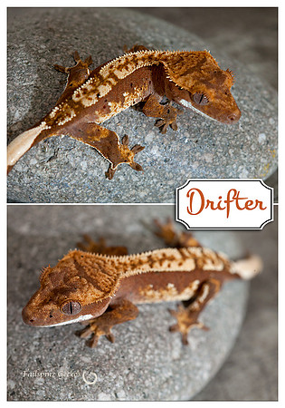DRIFTER