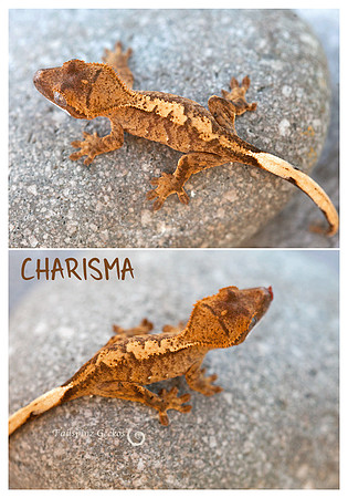 CHARISMA