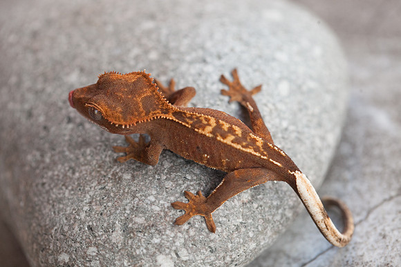 GATORAID