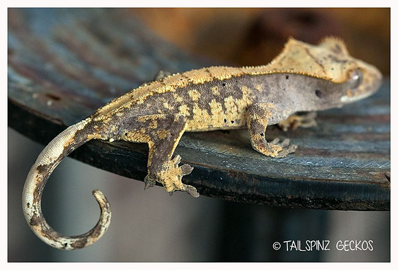 FLASH - GEKKONIDAZED GECKOS