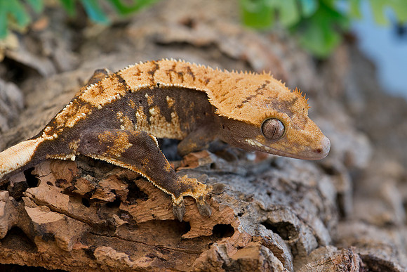 ARCHER - ALL STAR GECKOS - M