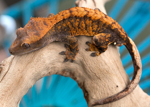 DROGON - URBAN GECKO