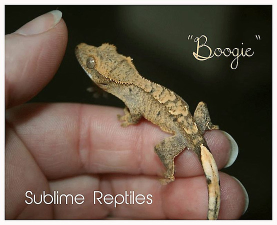 BOOGIE - SUBLIME