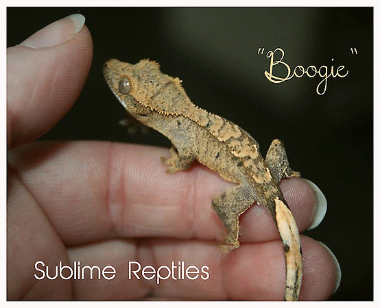 BOOGIE -SUBLIME REPTILES