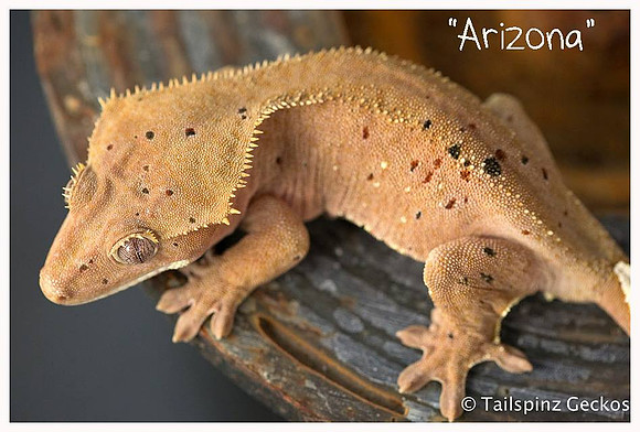 ARIZONA - NORTHERN GECKO