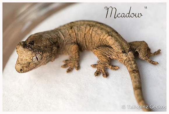 MEADOW - AGDF