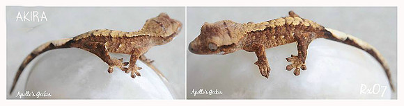 AKIRA - Apollo's Geckos