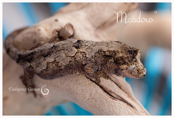 MEADOW - AGDF