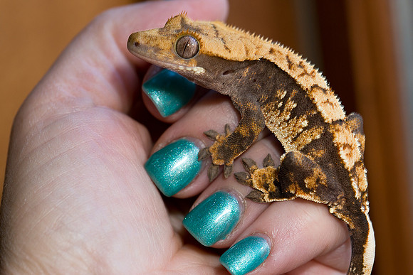 ARCHER - ALL STAR GECKOS - M