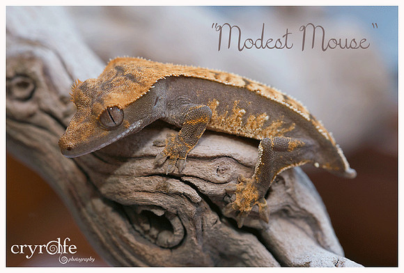 MODEST MOUSE - ALL STAR GECKOS
