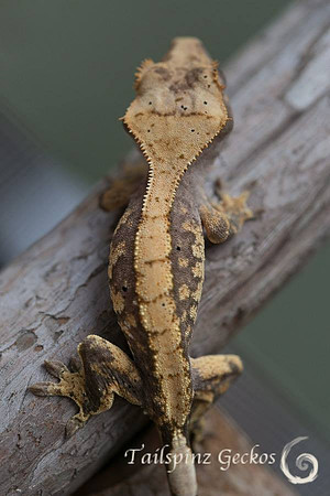 FLASH - GEKKONIDAZED GECKOS