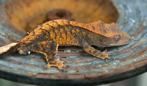 DROGON - URBAN GECKO