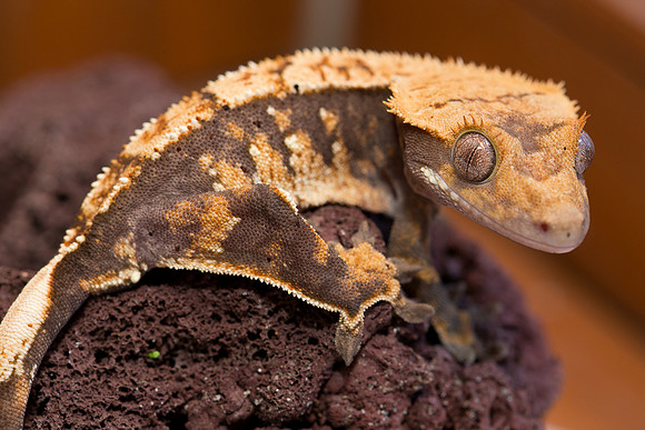 ARCHER - ALL STAR GECKOS - M