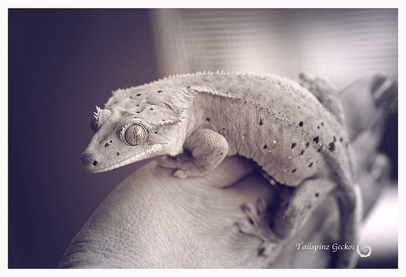 ARIZONA - Northern Gecko