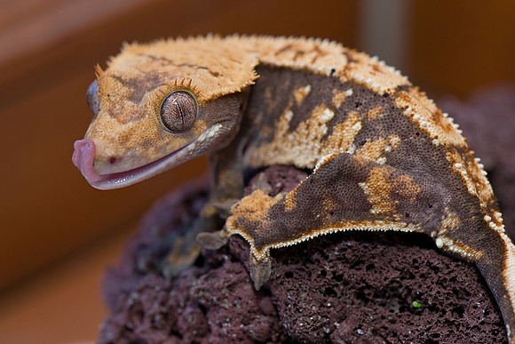 ARCHER - ALL STAR GECKOS - M