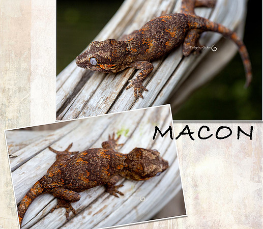 Macon