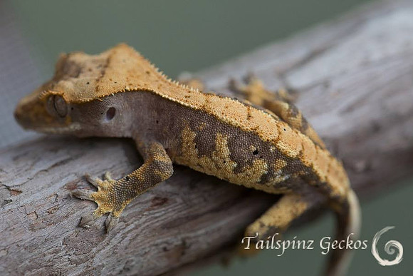 FLASH - GEKKONIDAZED GECKOS