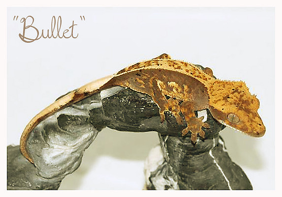 BULLET - AE LINES