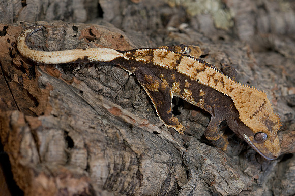 ARCHER - ALL STAR GECKOS - M