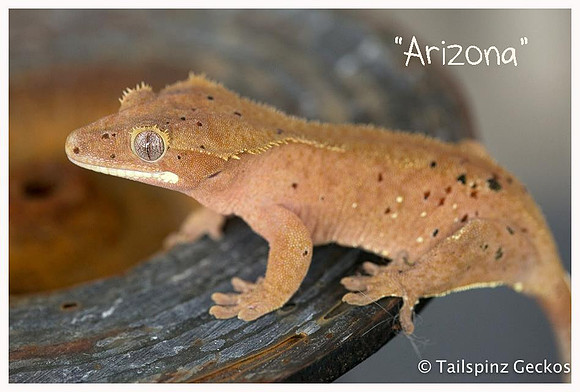 ARIZONA - NORTHERN GECKO