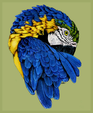 MACAW