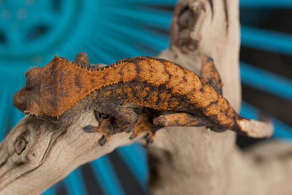 DROGON - URBAN GECKO
