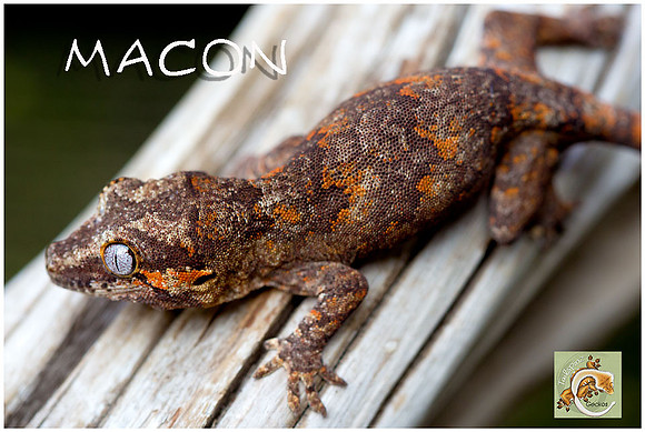 Macon