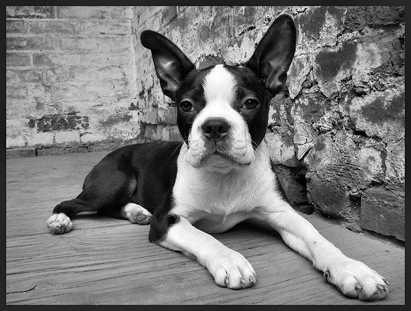 URBAN HOUND