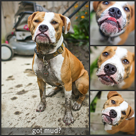 GOT MUD?