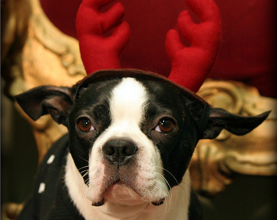 BENDER IN ANTLERS