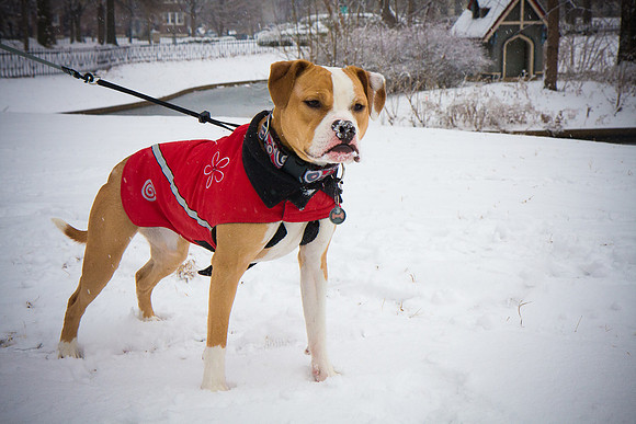 Ester in the snow