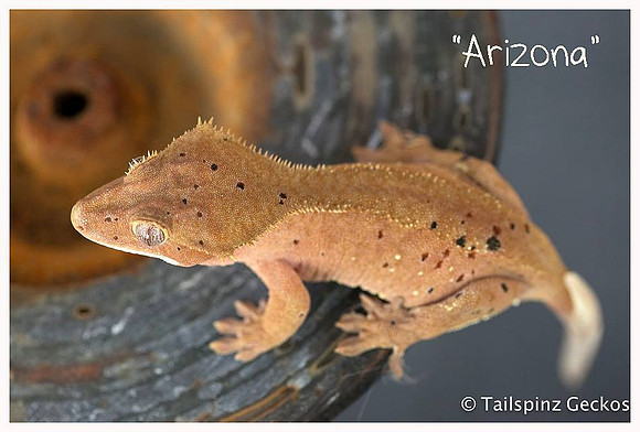 ARIZONA - NORTHERN GECKO