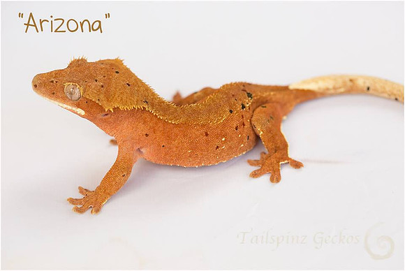 ARIZONA - NORTHERN GECKO