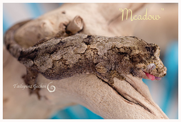 MEADOW - AGDF