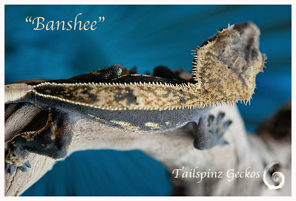 BANSHEE