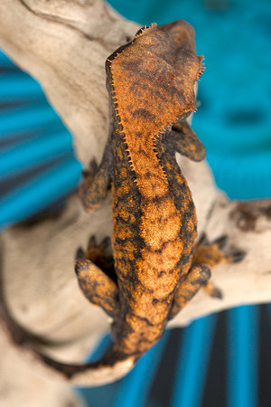 DROGON - URBAN GECKO