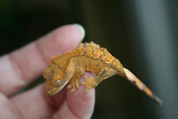 BOOGIE -SUBLIME REPTILES
