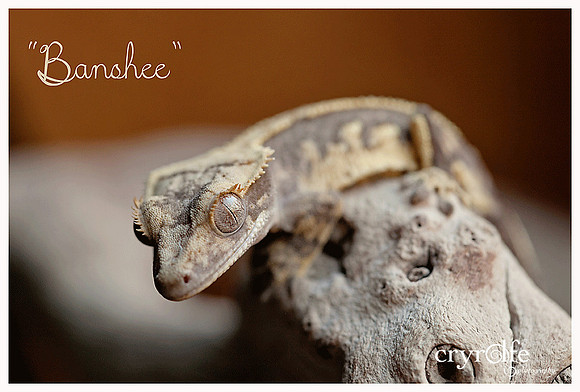 BANSHEE