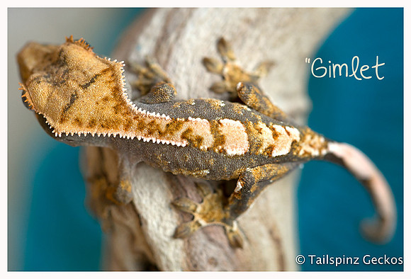 GIMLET - JB'S CRESTIES