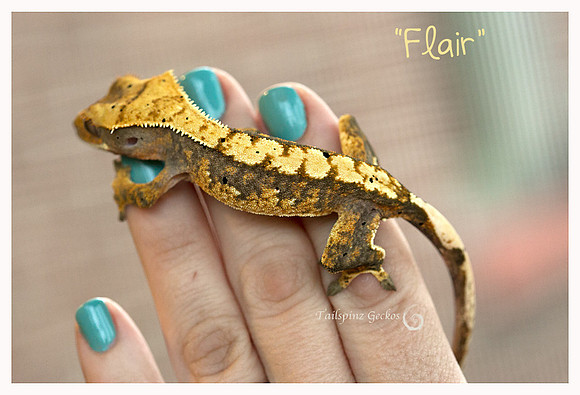 FLAIR